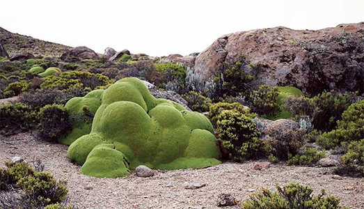 Gli esseri viventi più vecchi della Terra